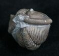 Large Enrolled Flexicalymene Trilobite - D #8319-1